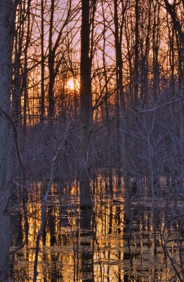 Wetlands Sunrise