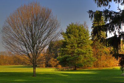 The Asperagus Field.