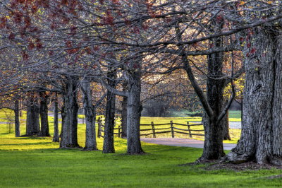 Spring Buds on The Farm