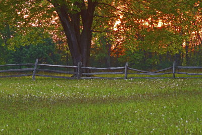 Tree Fence Sunset On Knox