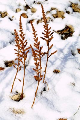 Winter Stems Dancing