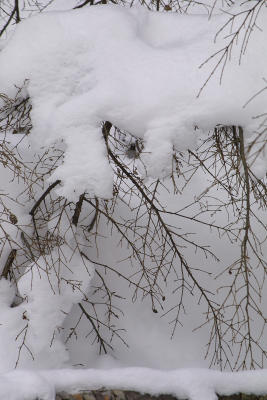 Snow Covered Branches