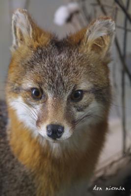 A Gray Fox