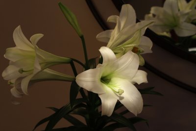 Light On The Lily