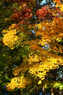 Autumn Leaves on Allenhurst
