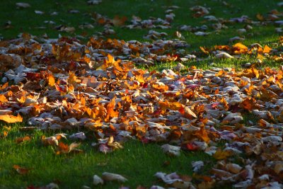 Frosty Leaves in the Sun