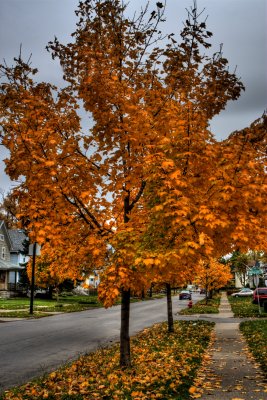 Tree On Englewood