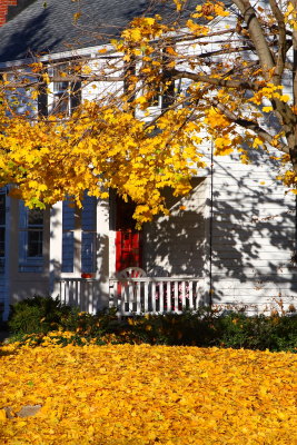 Golden Blanket