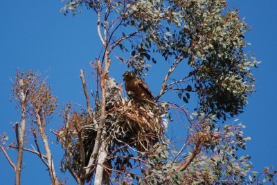 Red Shouldered Hawks Chicks - DSC_8307.JPG
