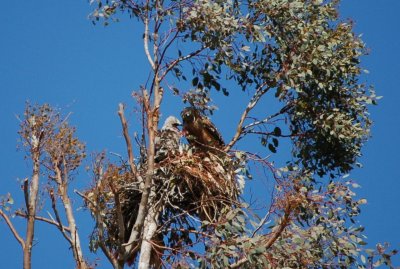 Red Shouldered Hawks Chicks - DSC_8308.JPG