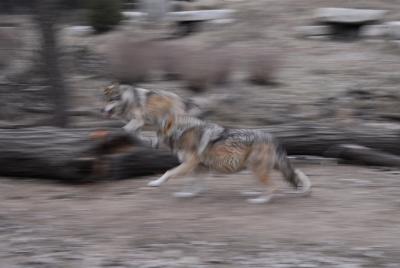 wolfs at play