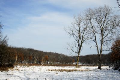 winter landscpe