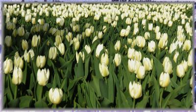 a white tulip field