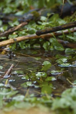 g3/69/543869/3/58644233.Water06.jpg