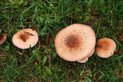 g3/69/576069/3/53140742.DSC_0330.jpg
