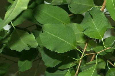 Green - Ficus leaves from below
