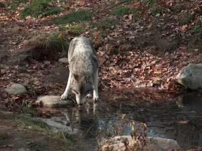 Timber Wolf