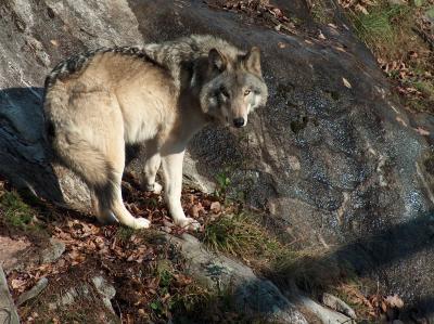 Wolf near Rocks