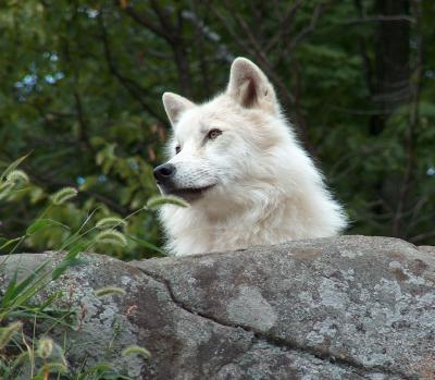 Arctic White Wolf