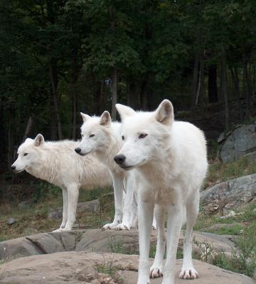 Group of Artic Wolves