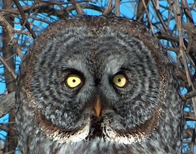 Great Grey Owls