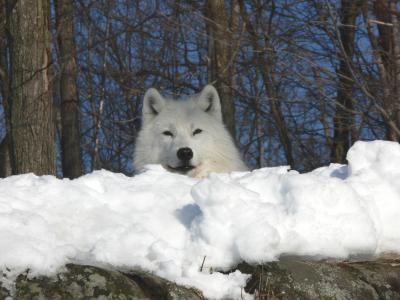 Lazy day on the Ridge