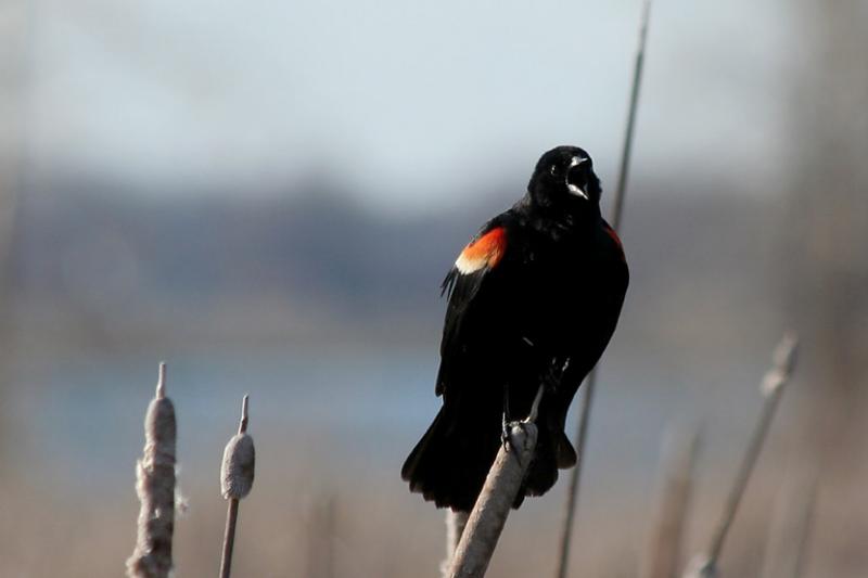 Carouge a paulettes / Redwinged blackbird