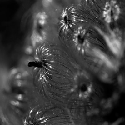 Fleur fane de grande bardane