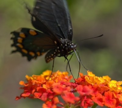 Papillon du Cleri