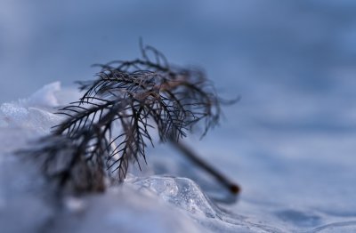 Petite branche dans la glace