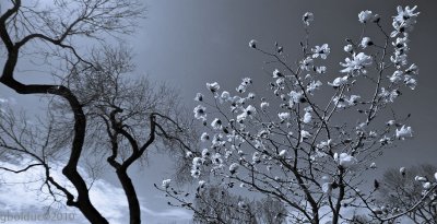 Floraison de magnolia