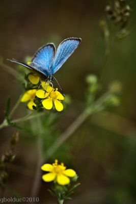 Papillon Azur Printanier