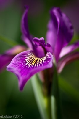 Iris de Sibrie_Siberian Iris