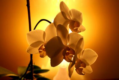 Orchidee-Phalaenopsis-Orchid