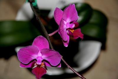 orchidee-phalaenopsis_Dtps-Orchid