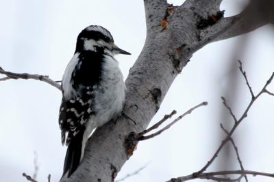 Pic-Chevelu / Hairy Woodpecker