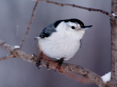 Sitelle-a-poitrine-blanche / White-breasted Nuthatch