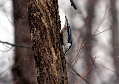 Sitelle-a-poitrine-blanche / White-breasted Nuthatch