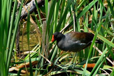 Poule deau / Common Gallinule