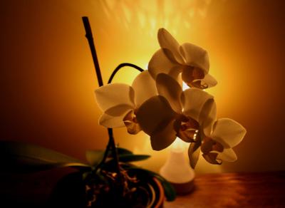 Orchide Phalaenopsis Orchid