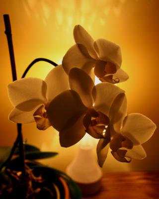 Orchide Phalaenopsis Orchid