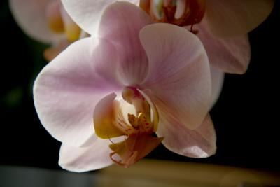Orchide-Phalanopsis-Orchid