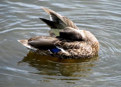 Canard Colvert / Mallard Duck