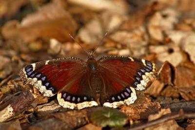 Papillon Morio