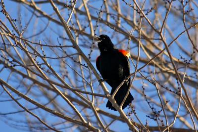Carouge a paulettes / Redwinged blackbird