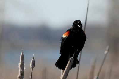 Carouge a paulettes / Redwinged blackbird