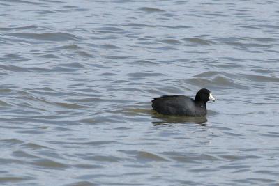 Foulque dAmrique / American Coot