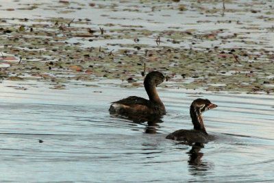 Grbe a bec bigar_Pied-Billed Grebe