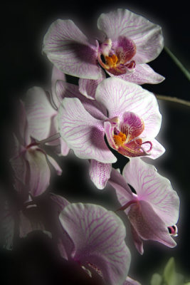 Orchide Phalanopsis