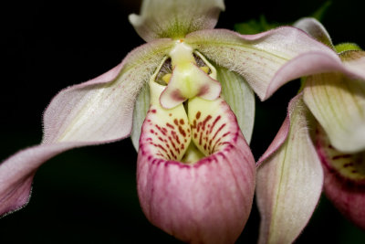 Orchide Paphiopdilum
